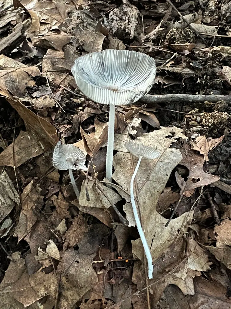 Coprinopsis pachyderma