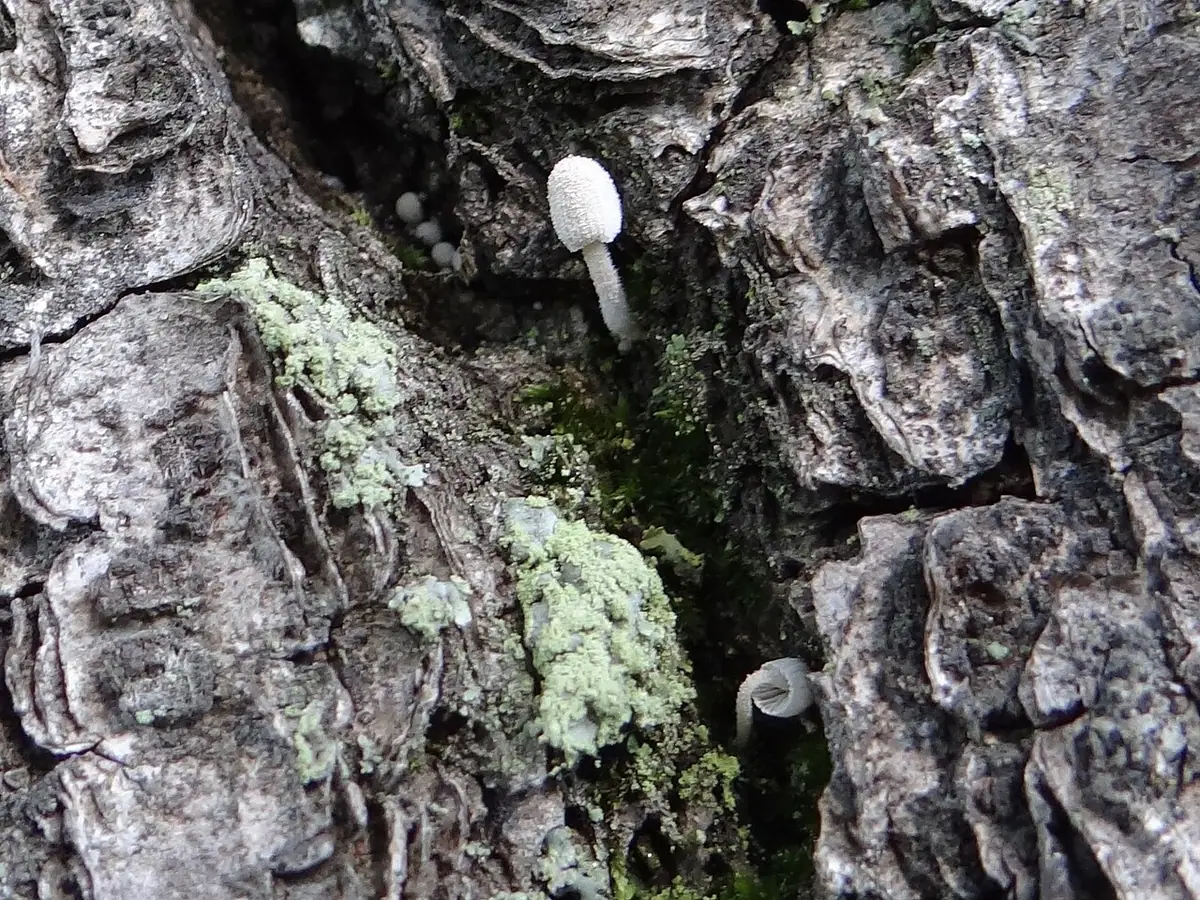 Coprinopsis urticicola — zdjęcie 1 z 2