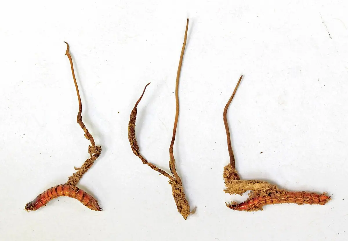 Cordyceps stylophora — zdjęcie 1 z 4