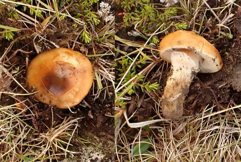 Cortinarius alpinus — zdjęcie 1 z 4