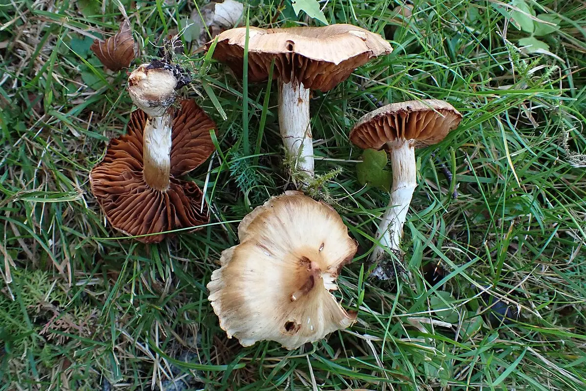 Cortinarius conicoides — zdjęcie 1 z 2