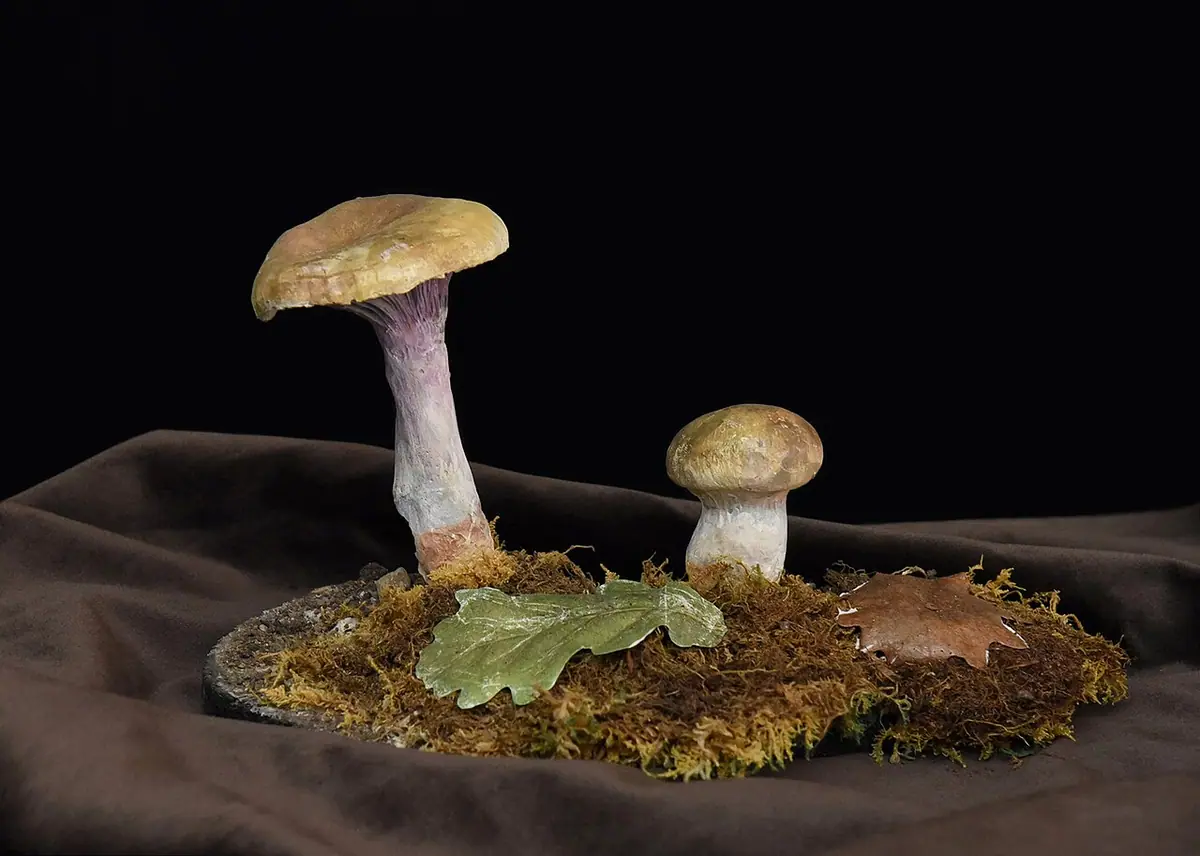 Cortinarius cyanopus