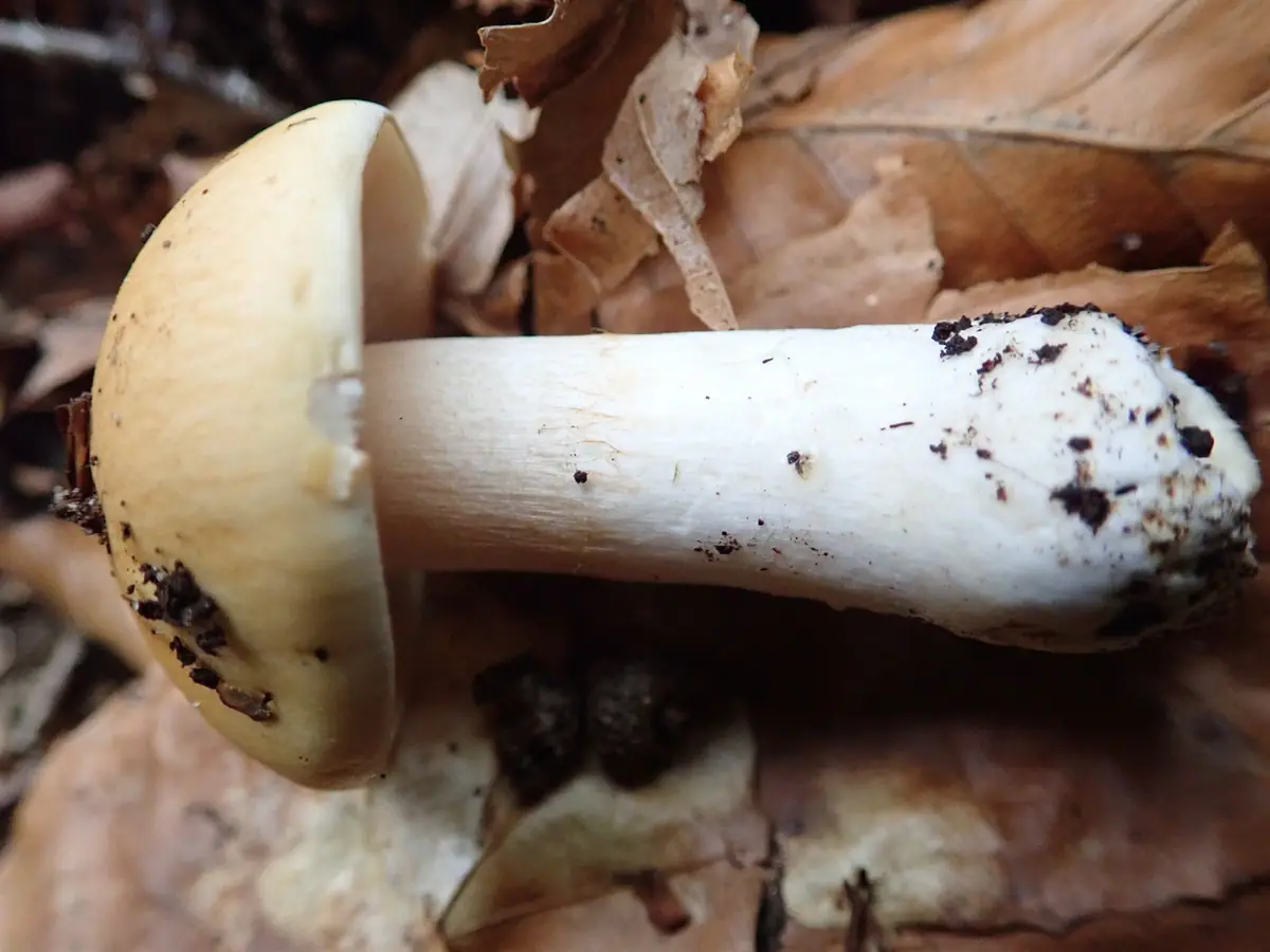 Cortinarius emollitus — zdjęcie 1 z 2