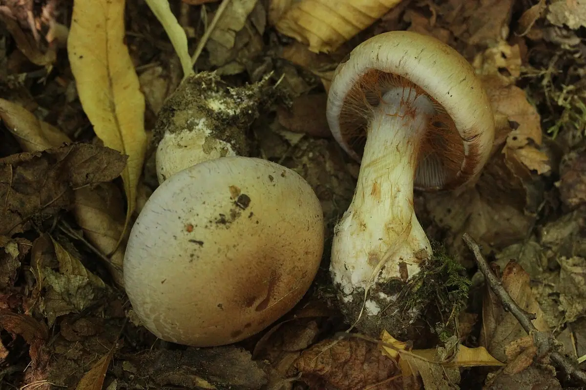 Cortinarius largus — zdjęcie 1 z 4