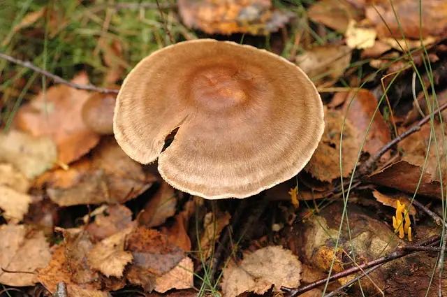 Cortinarius sommerfeltii — zdjęcie 1 z 2
