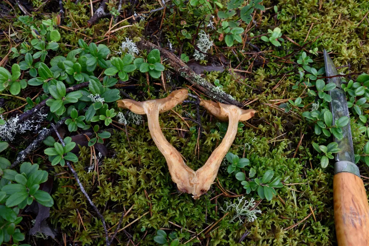 Cortinarius sublanatus — zdjęcie 1 z 4