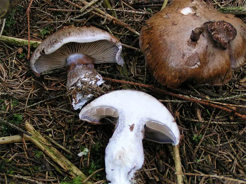 Cortinarius variicolor — zdjęcie 1 z 4