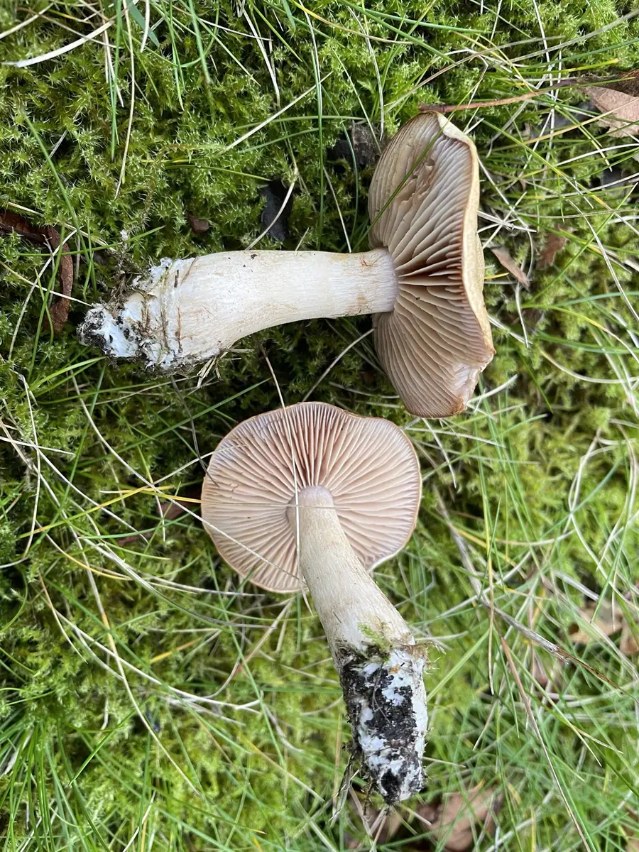 Cortinarius xanthocephalus — zdjęcie 1 z 4