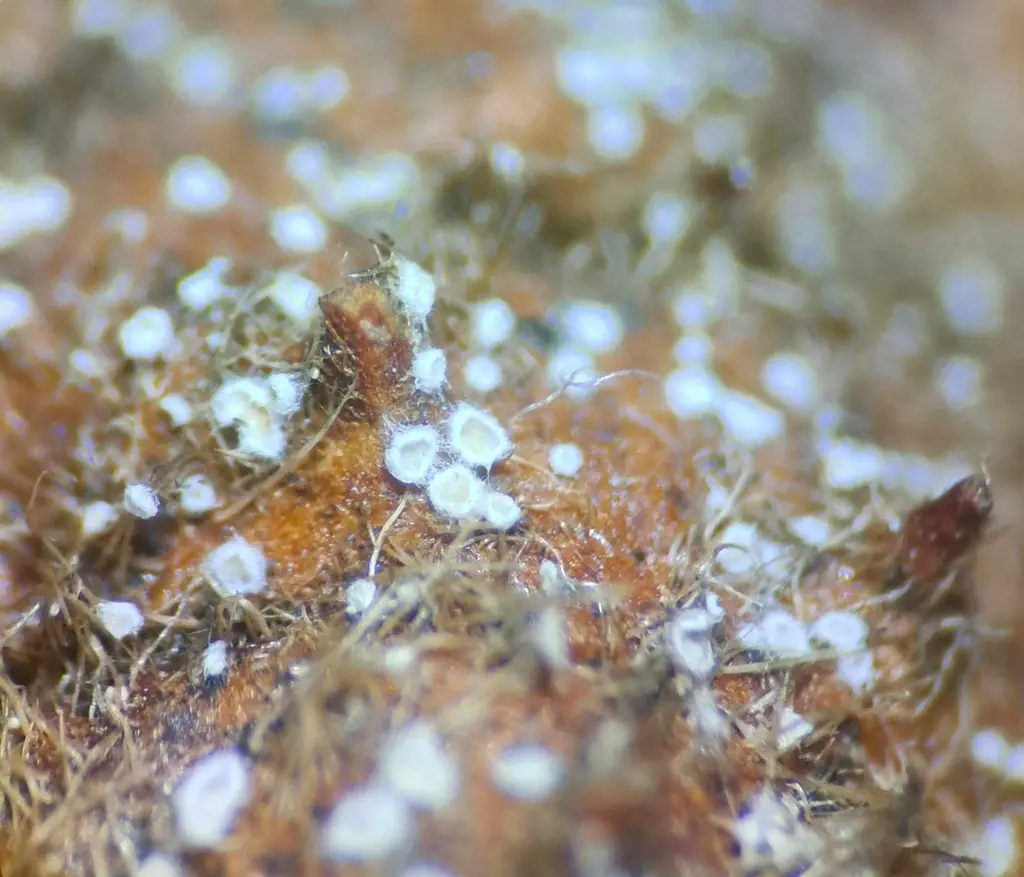 Crepidotus pallidus — zdjęcie 1 z 2