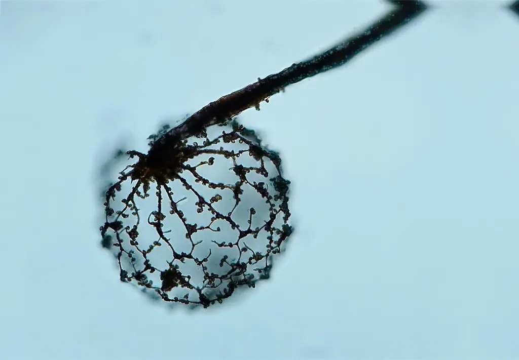 Cribraria spp. — zdjęcie 1 z 4