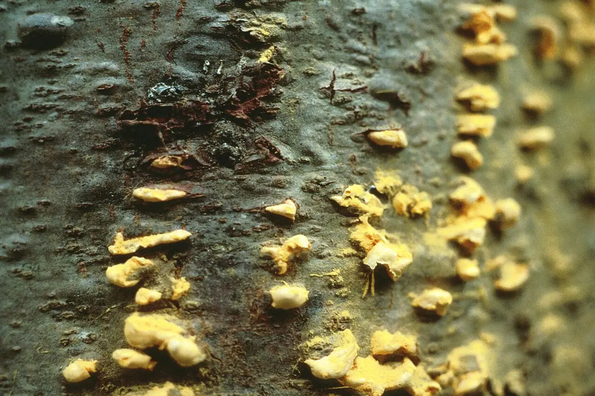 Cronartium ribicola — zdjęcie 1 z 3