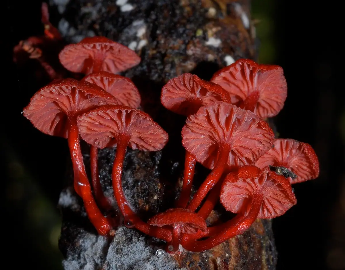 Cruentomycena viscidocruenta — zdjęcie 1 z 4
