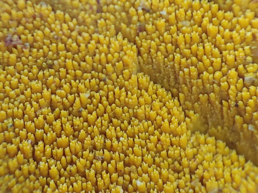 Crustodontia chrysocreas — zdjęcie 1 z 4