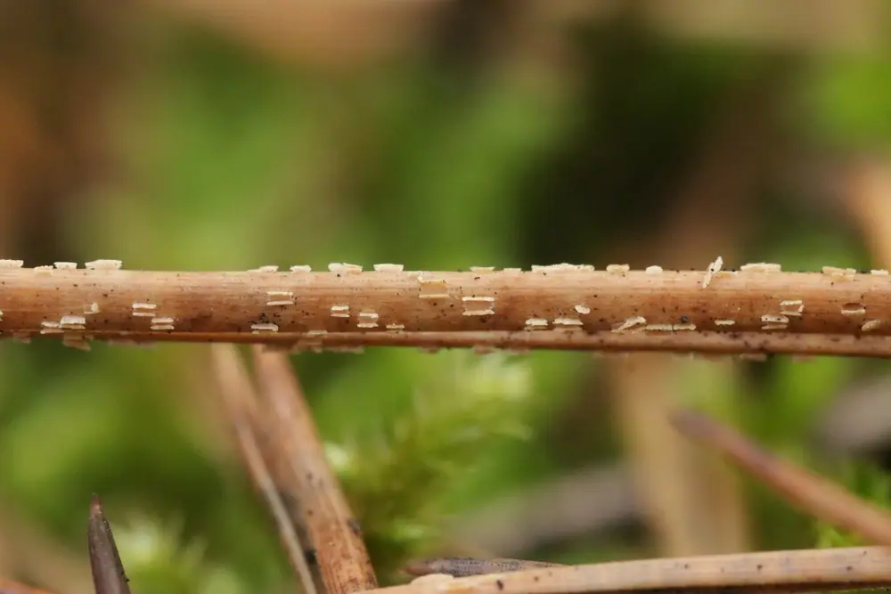 Cyclaneusma minus