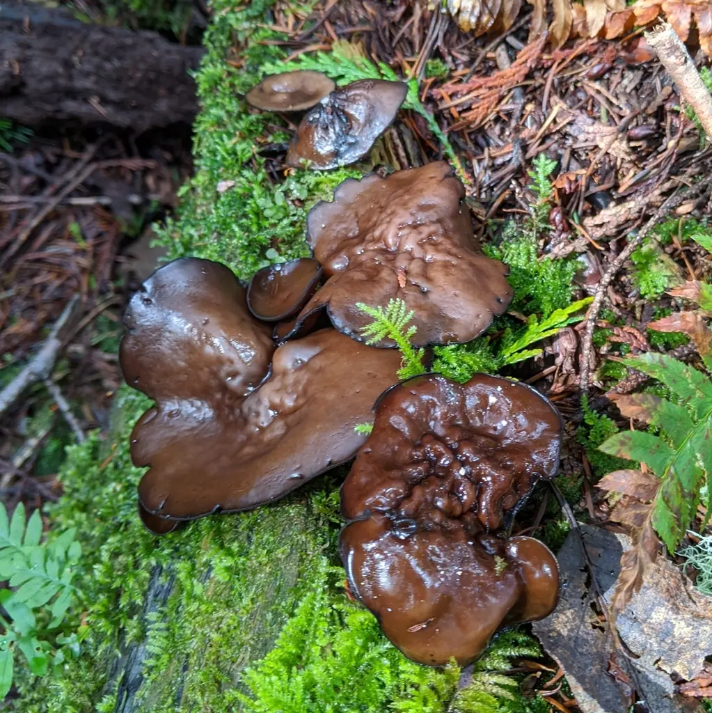 Czareczka czarniawa (Pseudoplectania melaena) — zdjęcie 1 z 4
