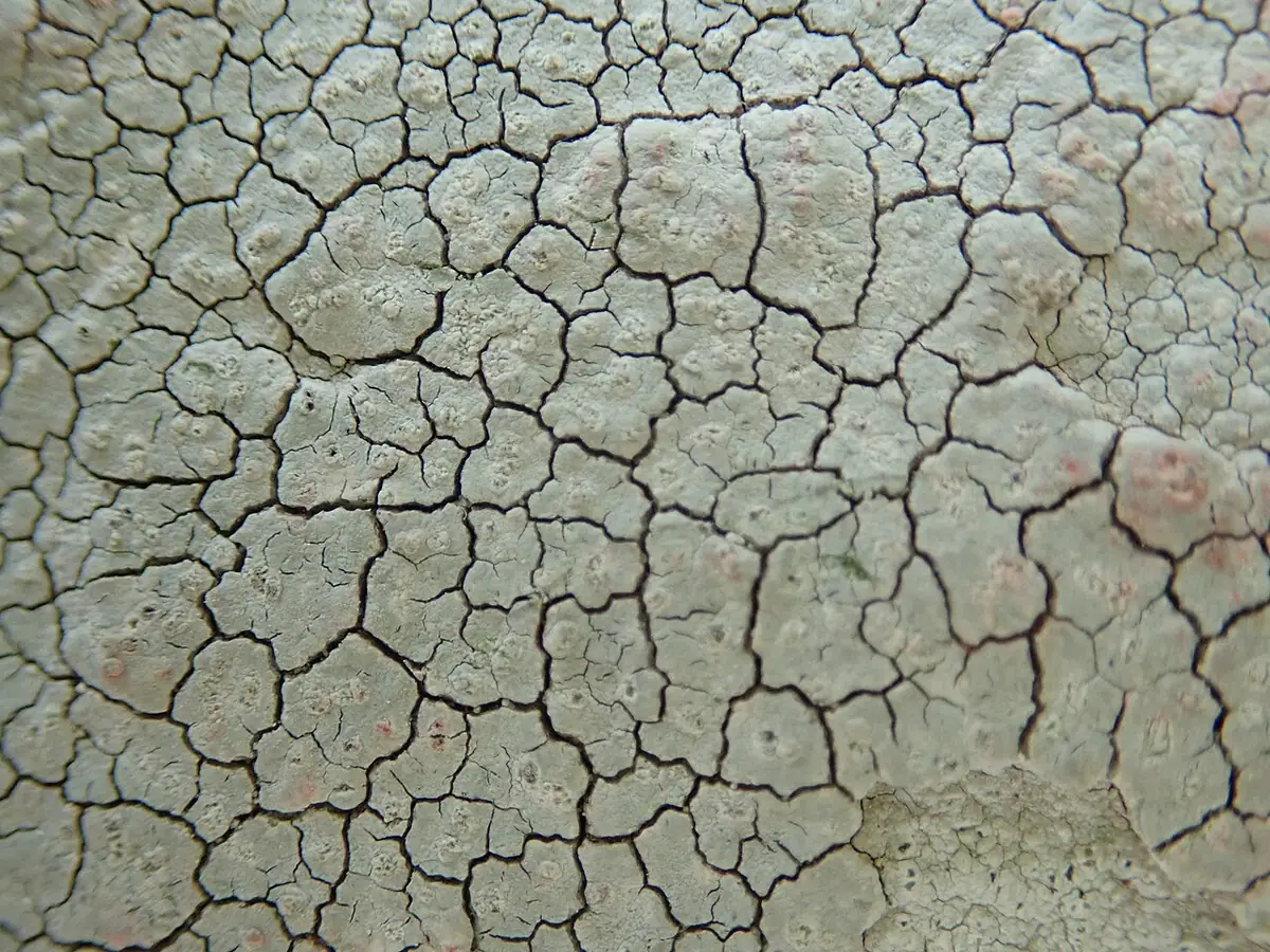 Czarenka łuskowata (Trapelia placodioides) — zdjęcie 1 z 4