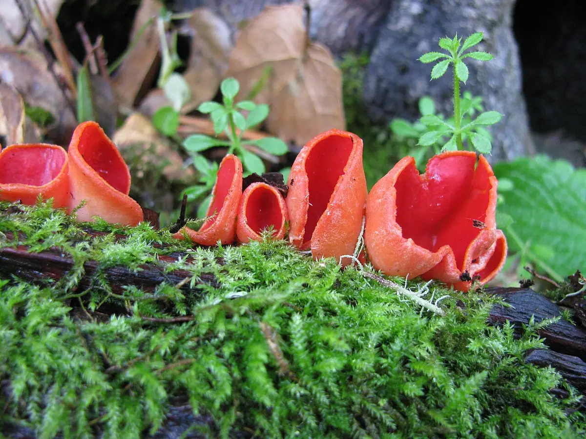 Czarka szkarłatna (Sarcoscypha coccinea) — zdjęcie 1 z 4