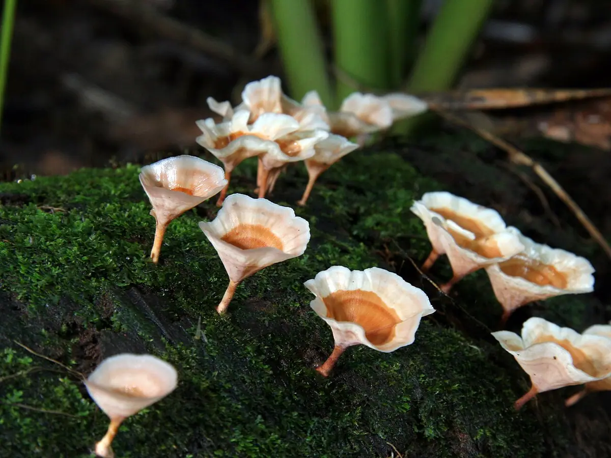 Czarkówka kędzierzawa (Cotylidia undulata) — zdjęcie 1 z 4