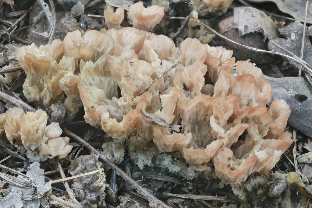 Czarkówka rozetkowa (Cotylidia pannosa) — zdjęcie 1 z 4