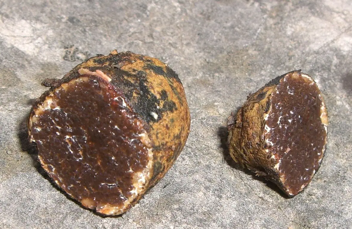 Czarnobrzuszek połyskliwy (Melanogaster variegatus) — zdjęcie 1 z 4