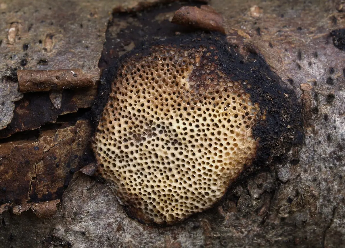 Czarnoporek poduszeczkowaty (Dichomitus campestris) — zdjęcie 1 z 4