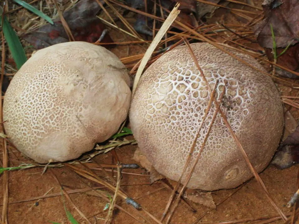 Czasznica miskowata (Calvatia cyathiformis) — zdjęcie 1 z 4