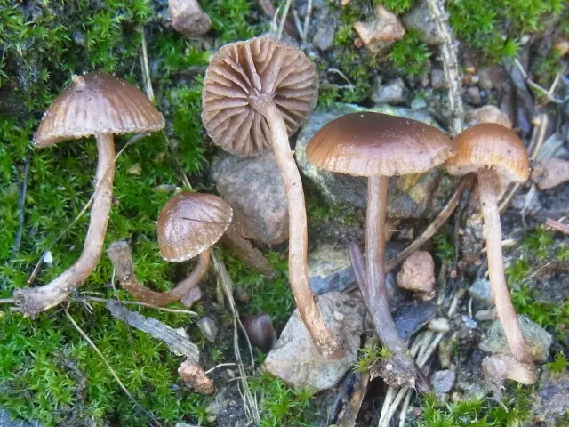 Czaszówka śniegowa (Psilocybe chionophila)