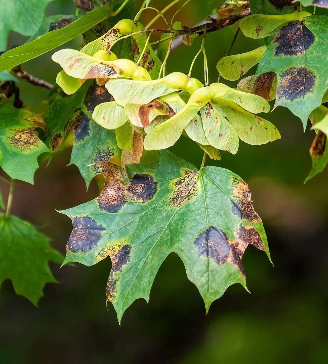 Czerniak klonowy (Rhytisma acerinum) — zdjęcie 1 z 4