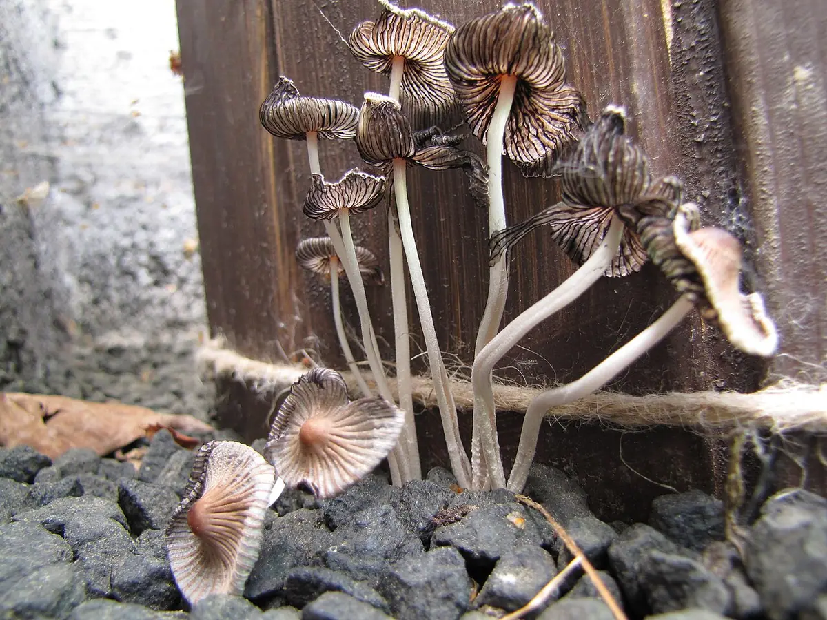 Czernidłaczek cynamonowobrązowy (Coprinellus subimpatiens)