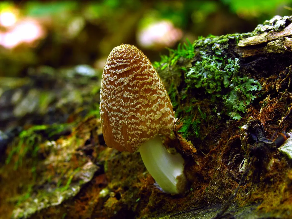 Czernidłaczek domowy (Coprinellus domesticus)
