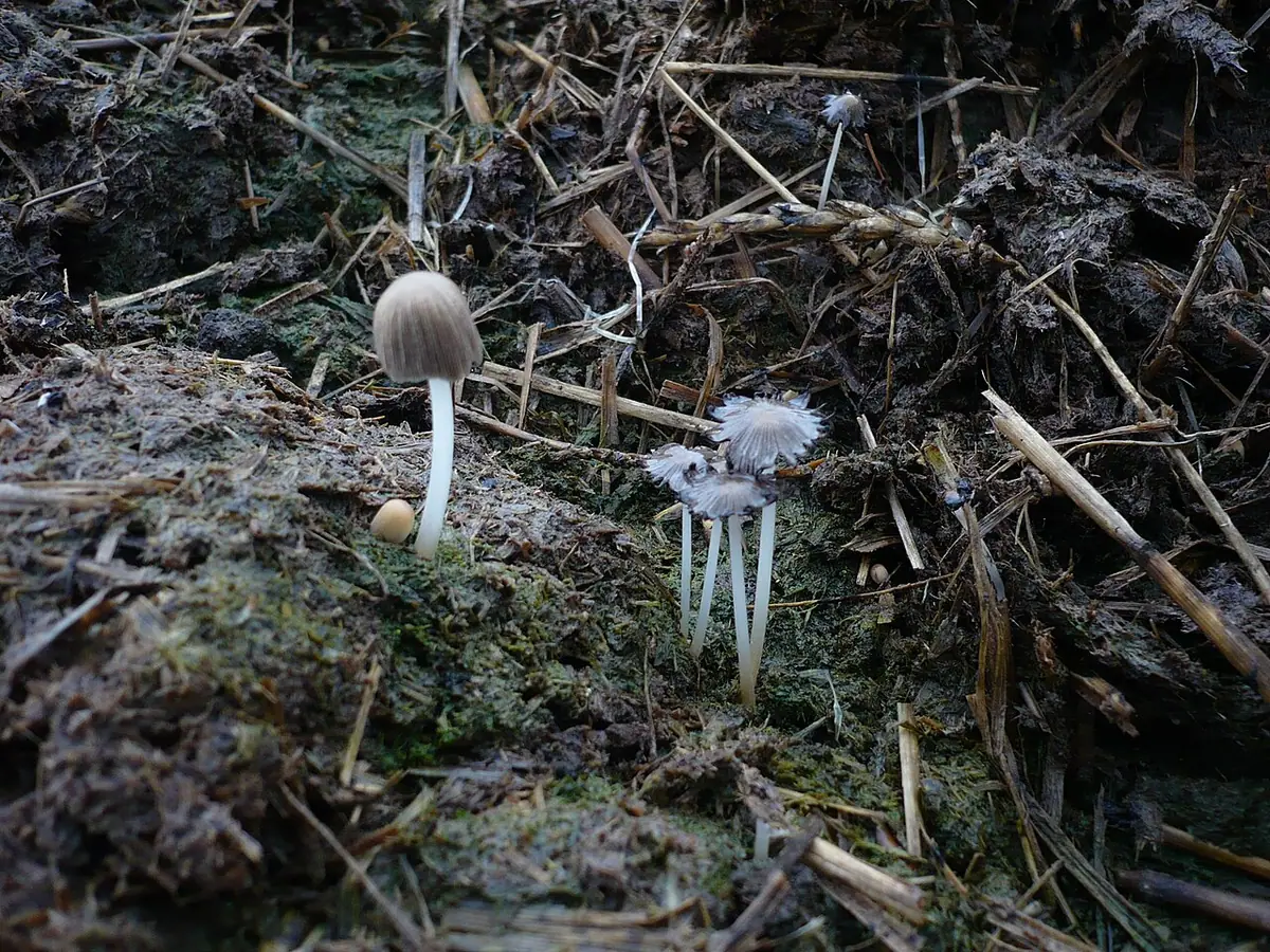 Czernidłaczek dwuzarodnikowy (Coprinellus bisporus)