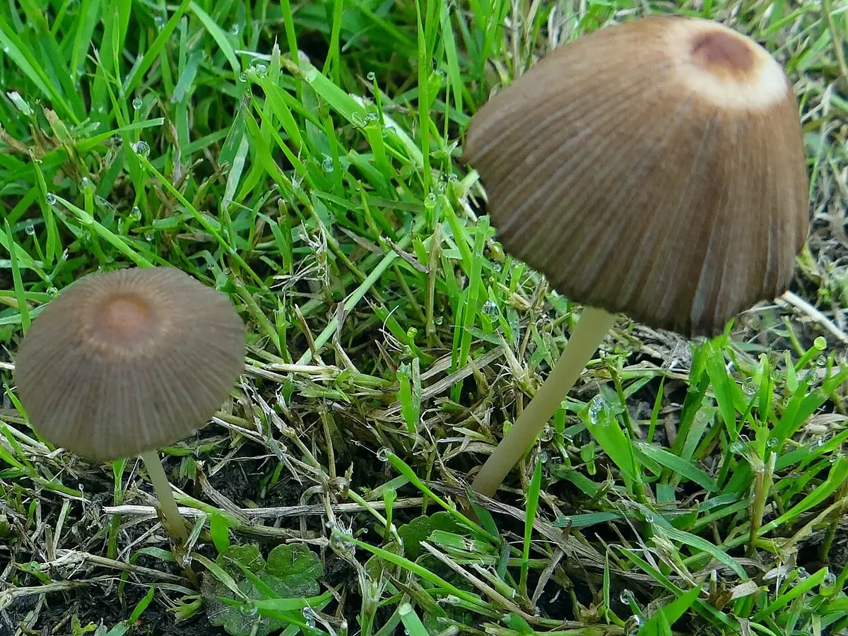 Czernidłaczek kanciastozarodnikowy (Coprinellus angulatus)