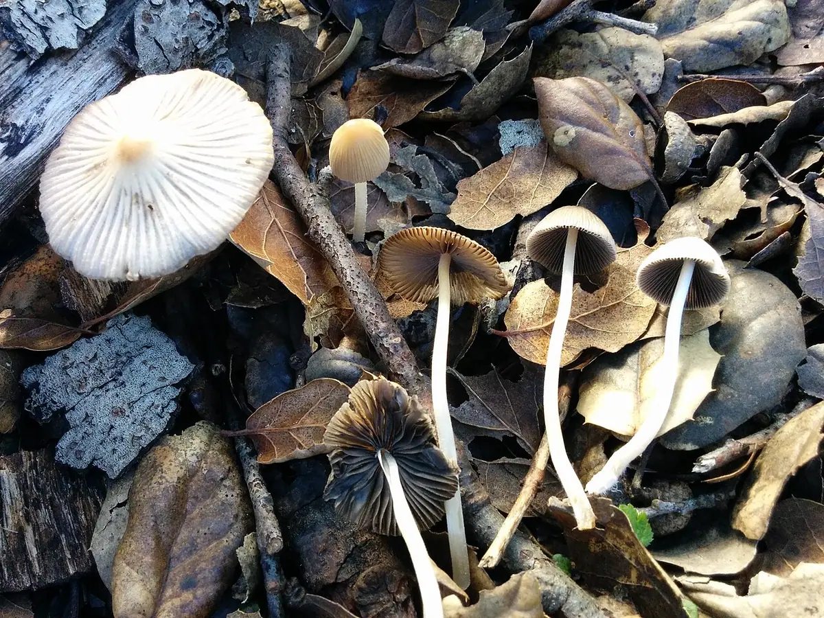 Czernidłaczek szaroblaszkowy (Coprinellus impatiens) — zdjęcie 1 z 4