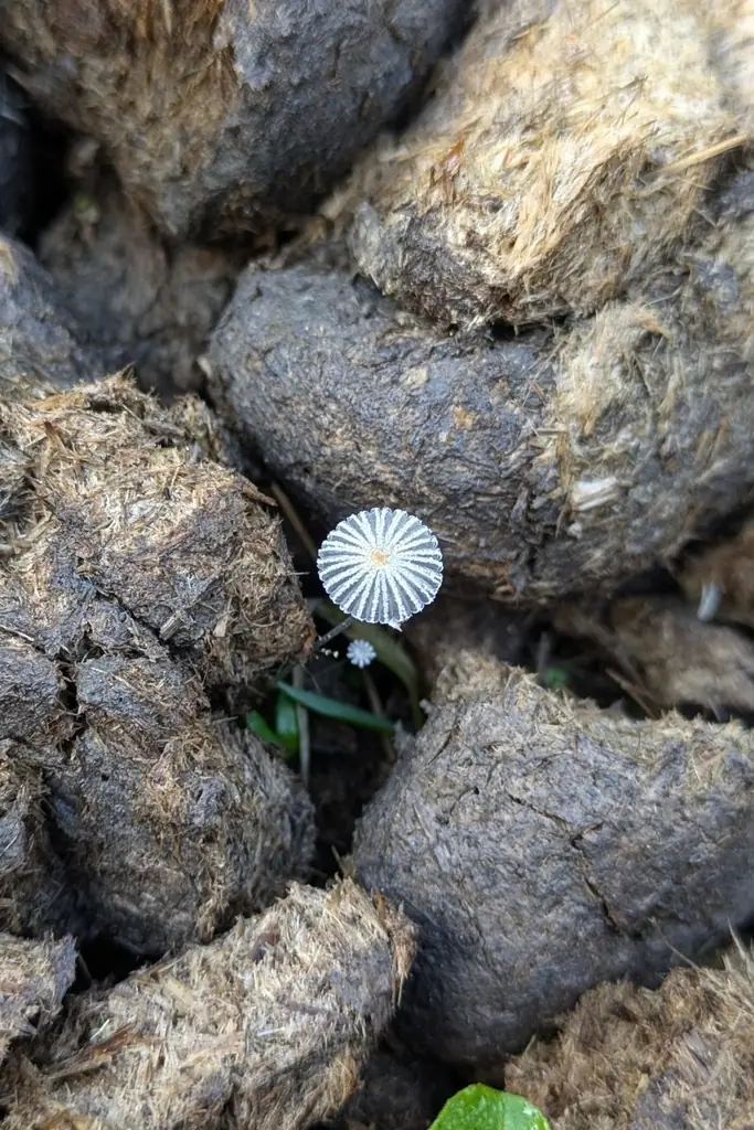 Czernidłak brązowoszary (Coprinus ephemeroides) — zdjęcie 1 z 4
