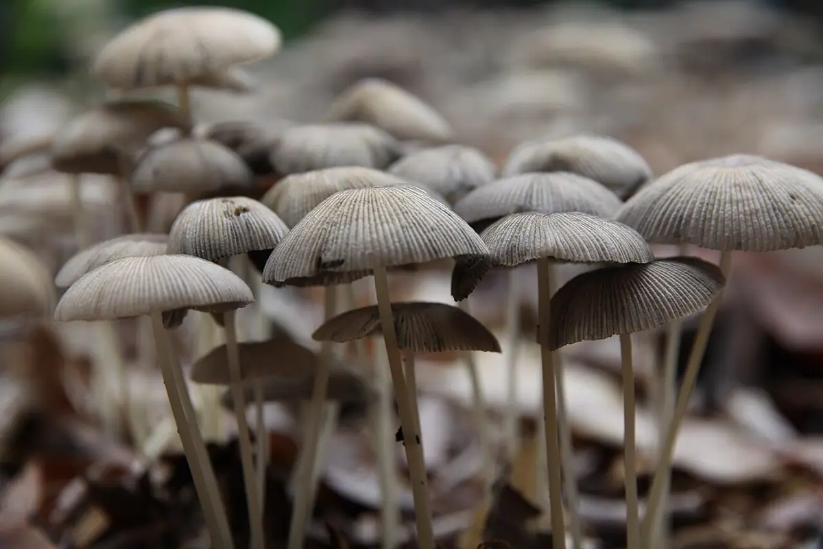 Czernidłak fałdowany (Parasola plicatilis) — zdjęcie 1 z 4