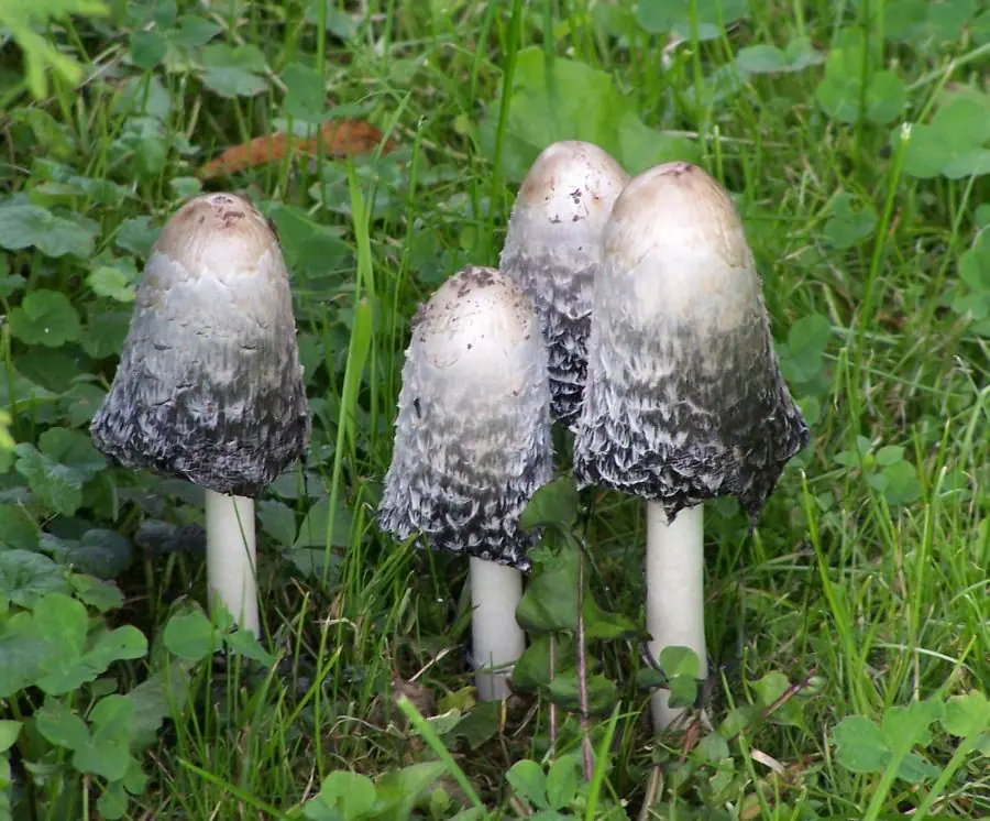 Czernidłak kołpakowaty (Coprinus comatus)