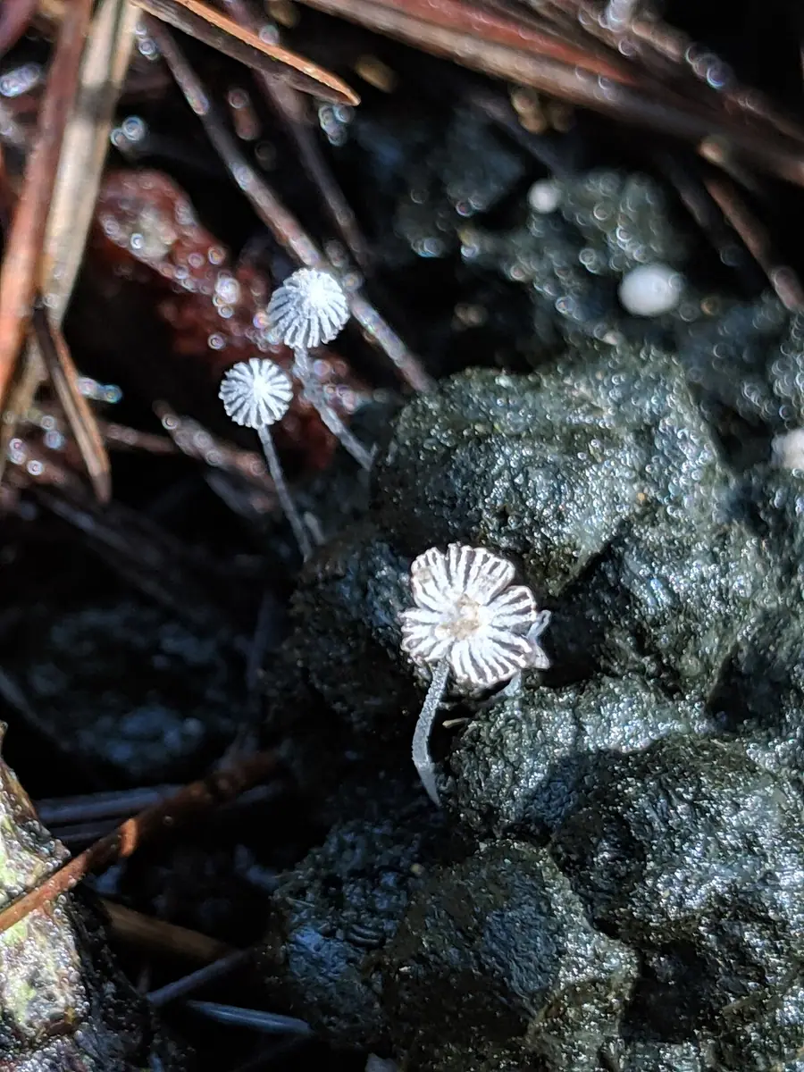 Czernidłak łajnowy (Coprinopsis stercorea) — zdjęcie 1 z 4
