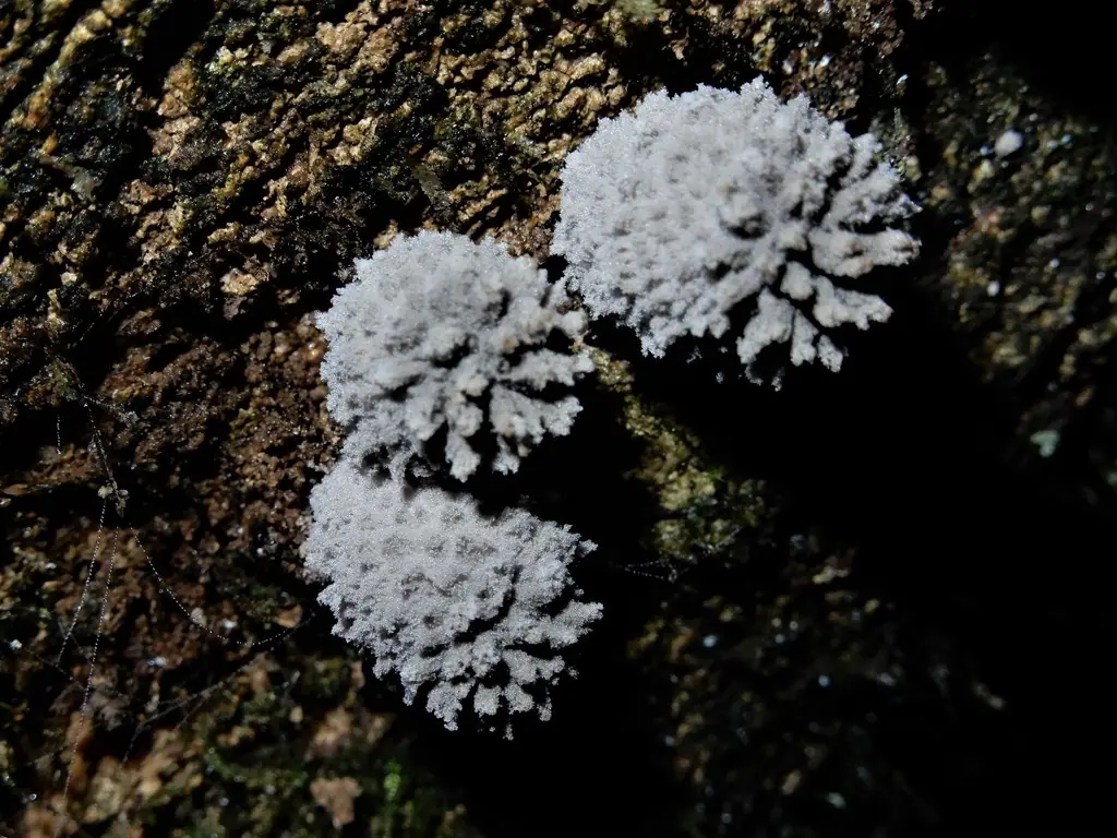 Czernidłak omączony (Coprinopsis laanii) — zdjęcie 1 z 4