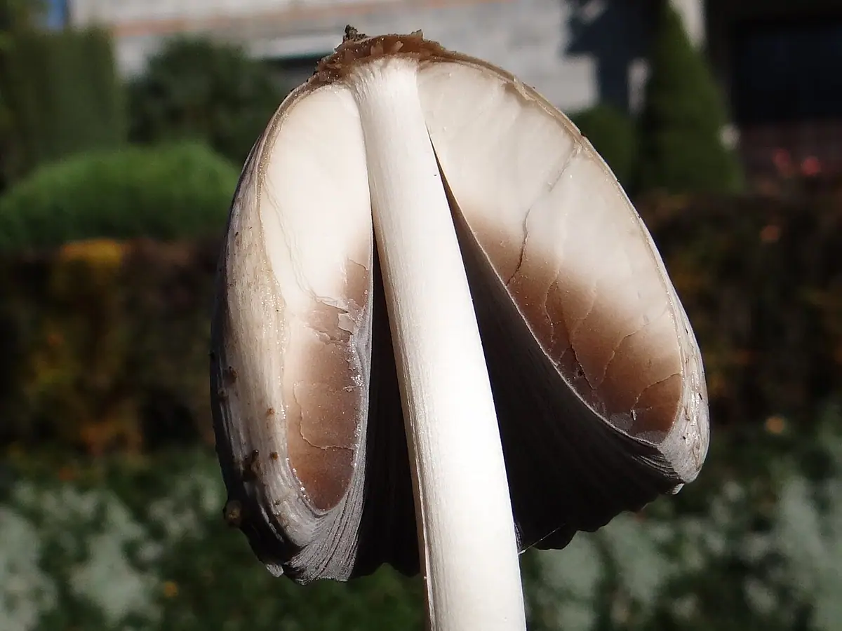 Czernidłak orzechowy (Coprinus fuscescens) — zdjęcie 1 z 4