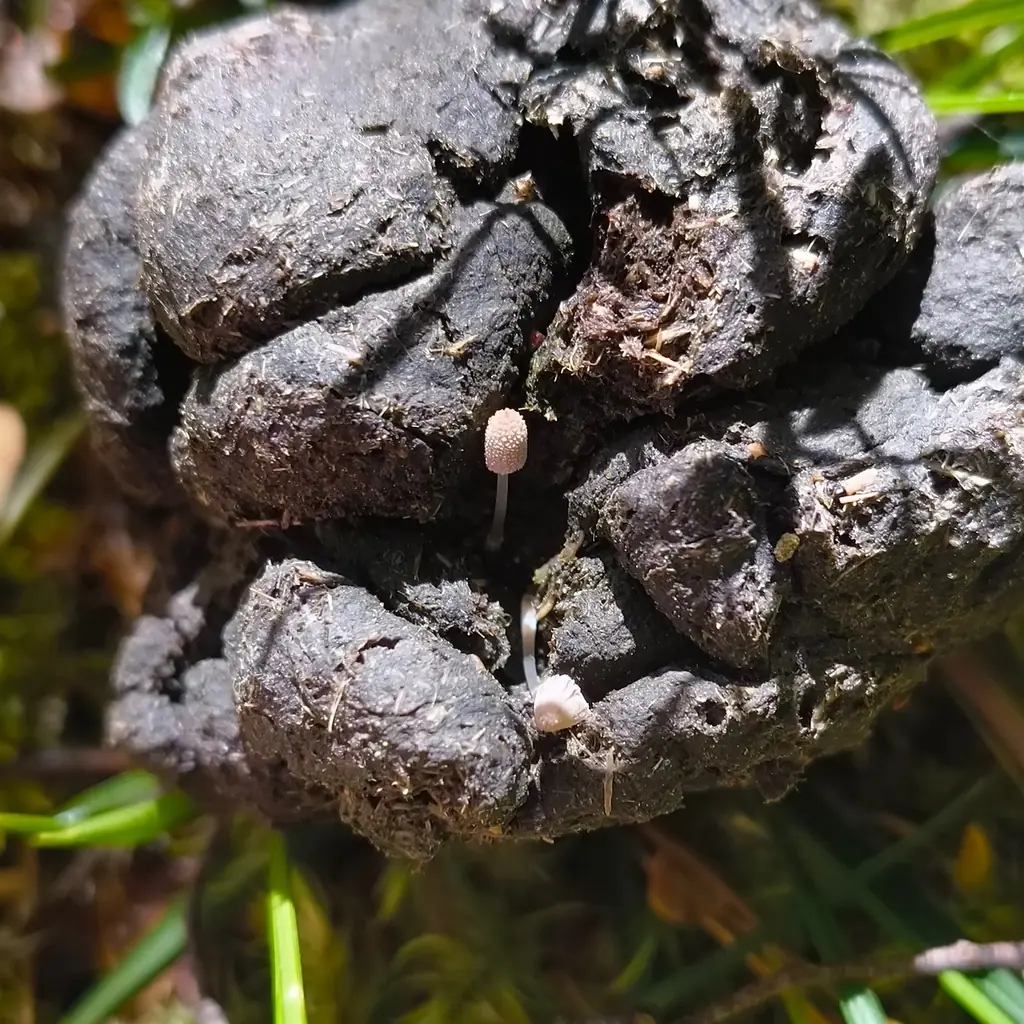 Czernidłak sercowatozarodnikowy (Coprinopsis cordispora) — zdjęcie 1 z 4