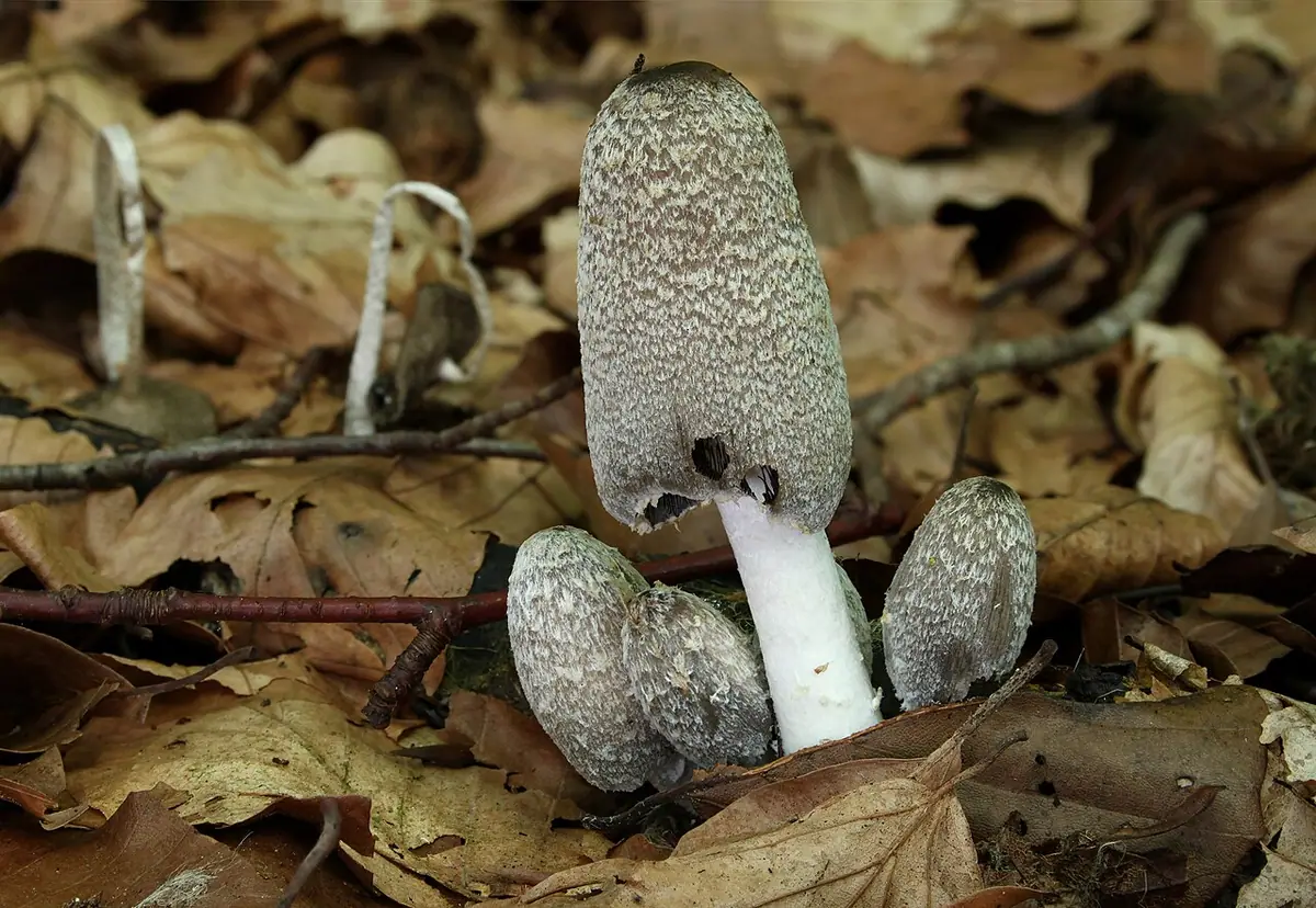 Czernidłak srokaty (Coprinopsis lagopus) — zdjęcie 1 z 4