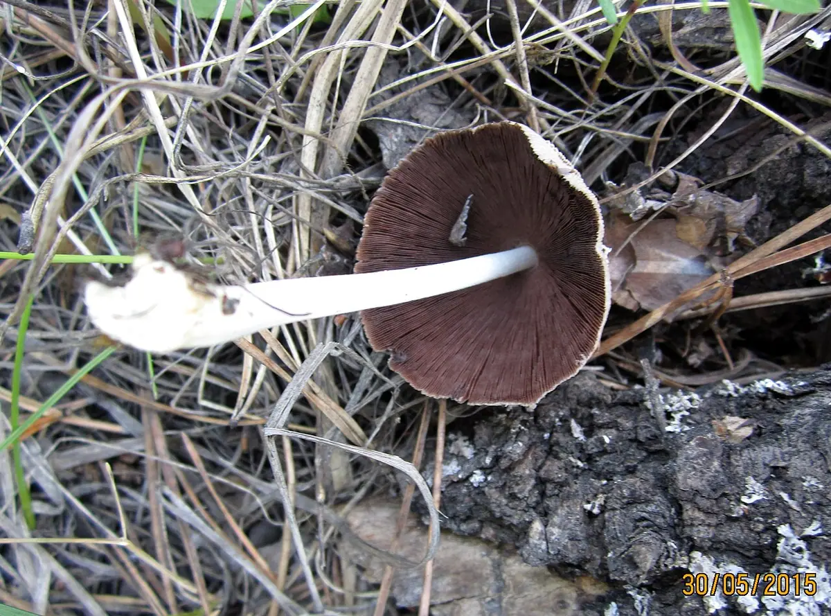 Czernidłak szarawy (Coprinopsis cinerea) — zdjęcie 1 z 4