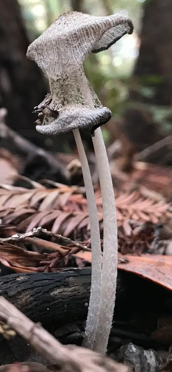 Czernidłak szarobiały (Coprinopsis narcotica)