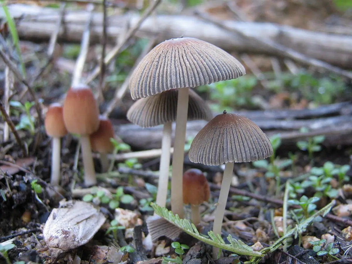 Czernidłak złotawy (Parasola auricoma) — zdjęcie 1 z 4