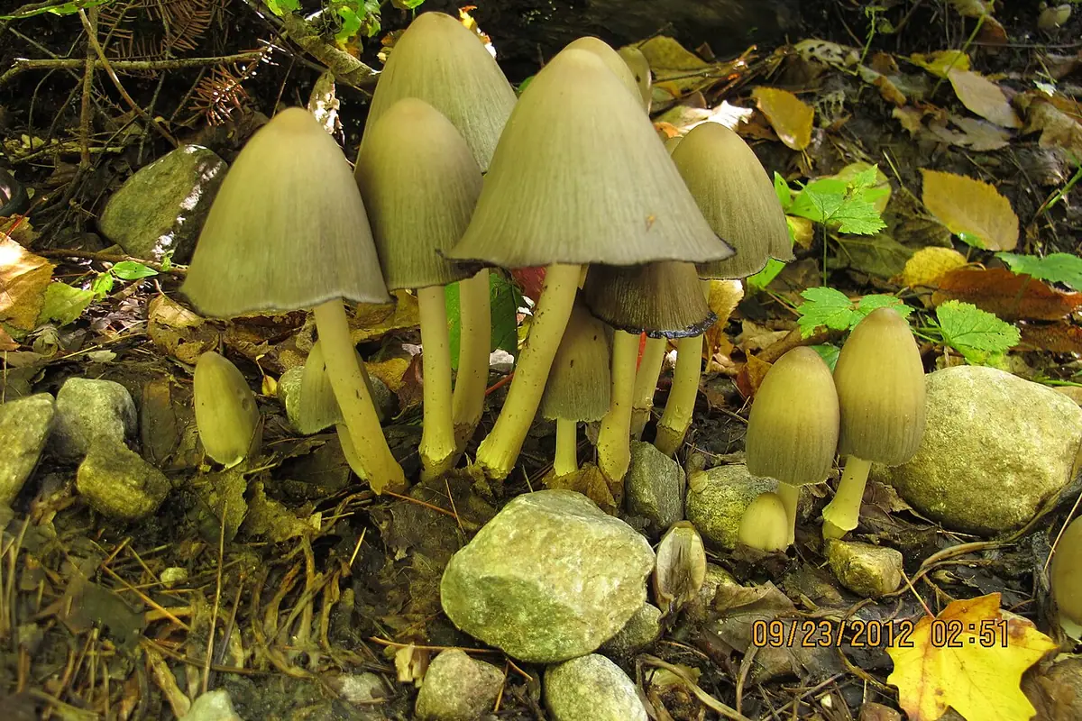 Czernidłówka szpiczasta (Coprinopsis acuminata) — zdjęcie 1 z 4