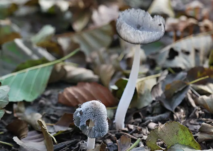 Czernidłówka wrzecionowatozarodnikowa (Coprinopsis fusispora)