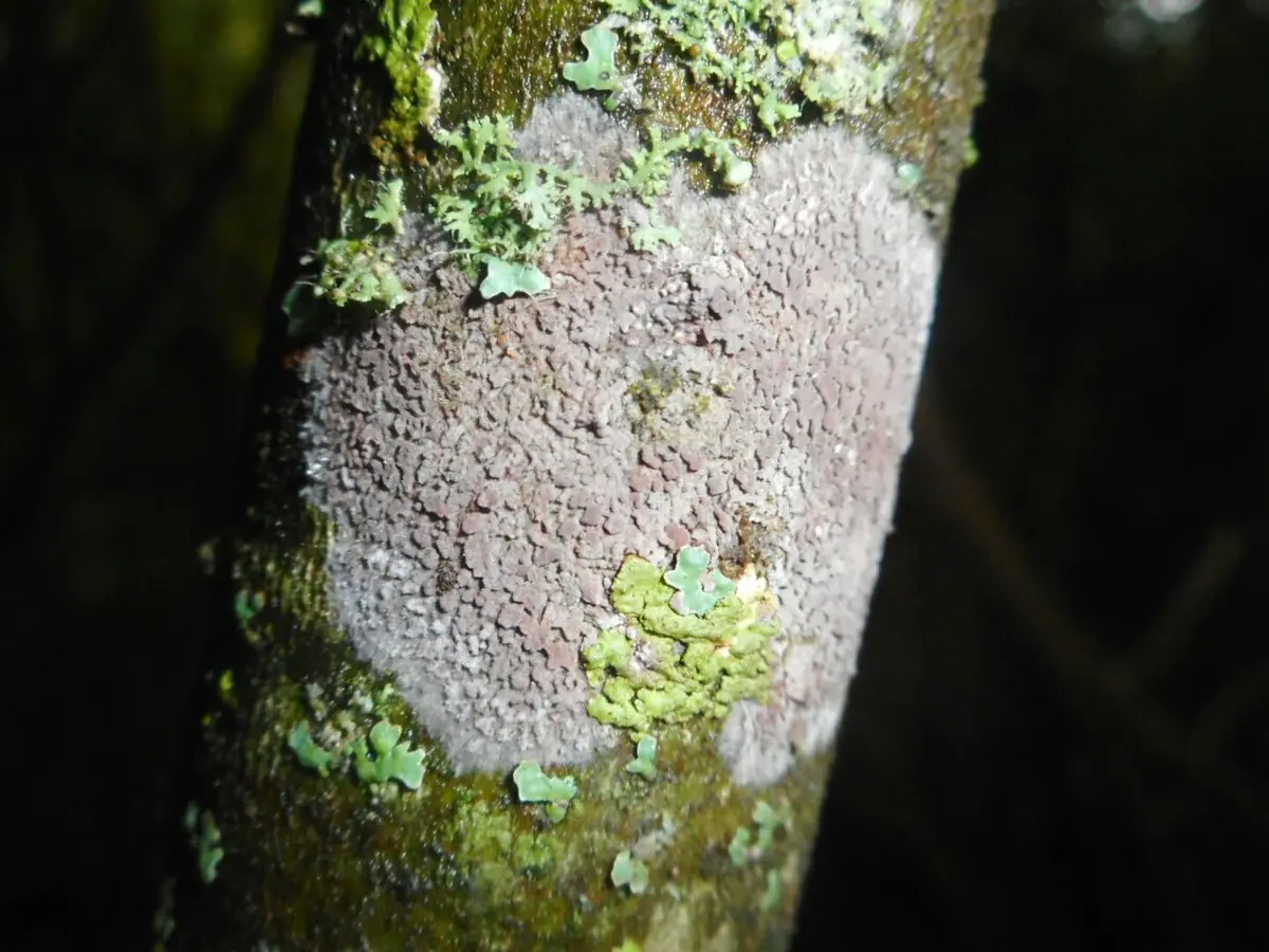 Czerwcogrzyb orzęsiony (Septobasidium carestianum) — zdjęcie 1 z 2