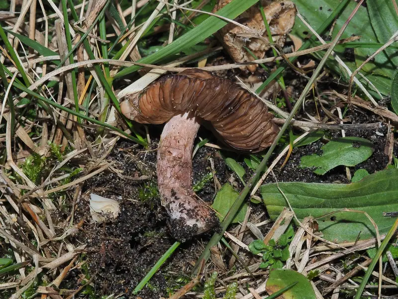 Czubajeczka brązowofioletowa (Lepiota brunneolilacea) — zdjęcie 1 z 4
