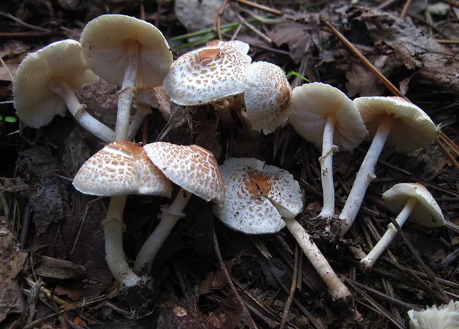 Czubajeczka cuchnąca (Lepiota cristata) — zdjęcie 1 z 4