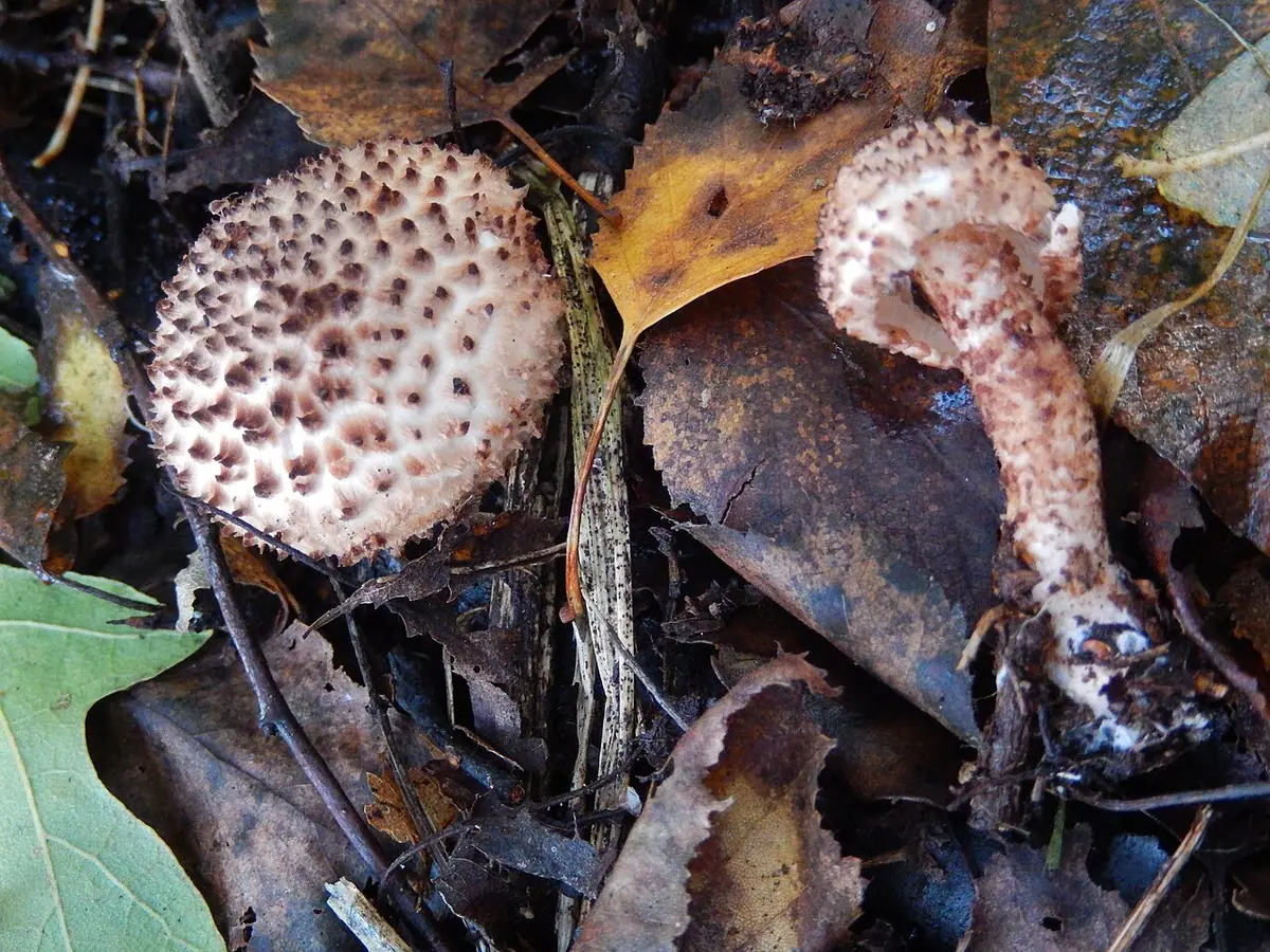 Czubajeczka czarnoostrzowa (Echinoderma hystrix) — zdjęcie 1 z 2